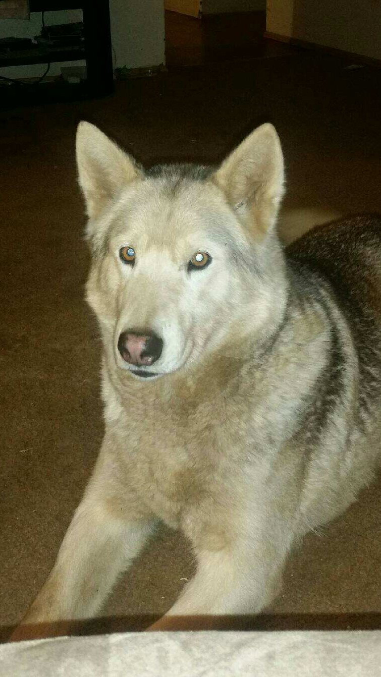 dog-image