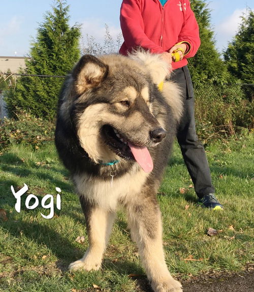 Yogi