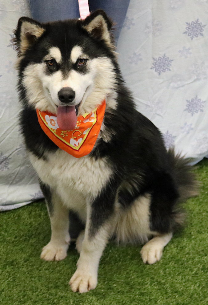 dog-image