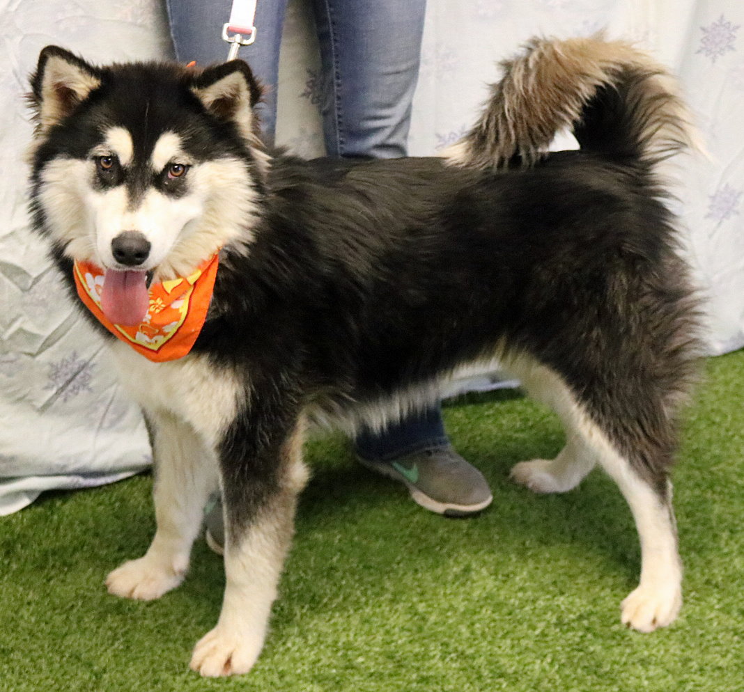 dog-image