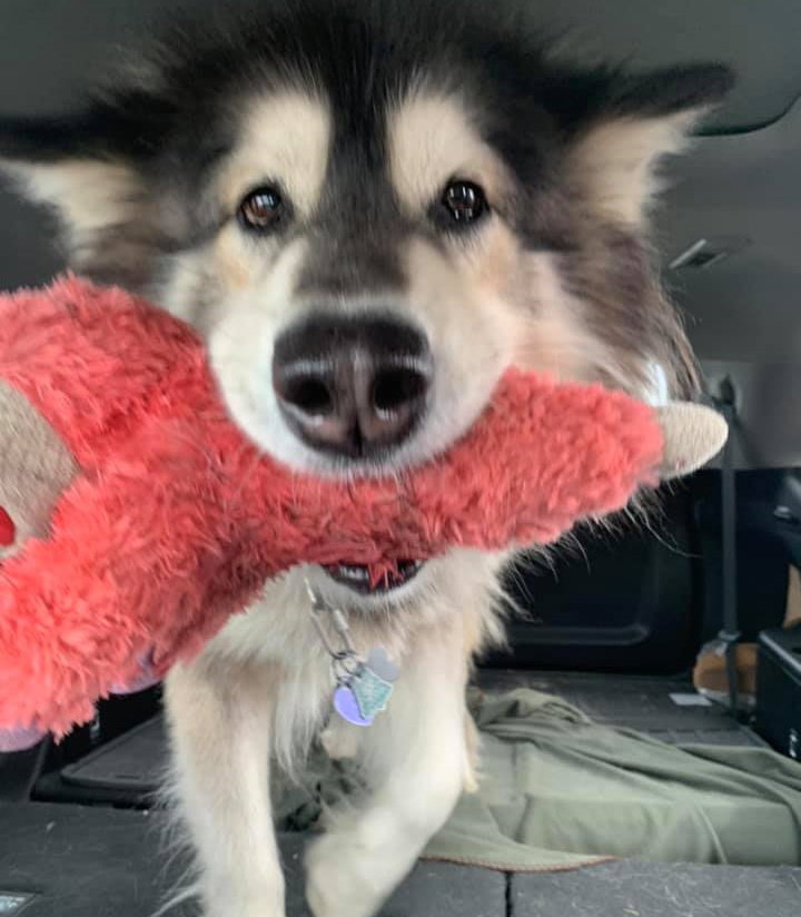 dog-image