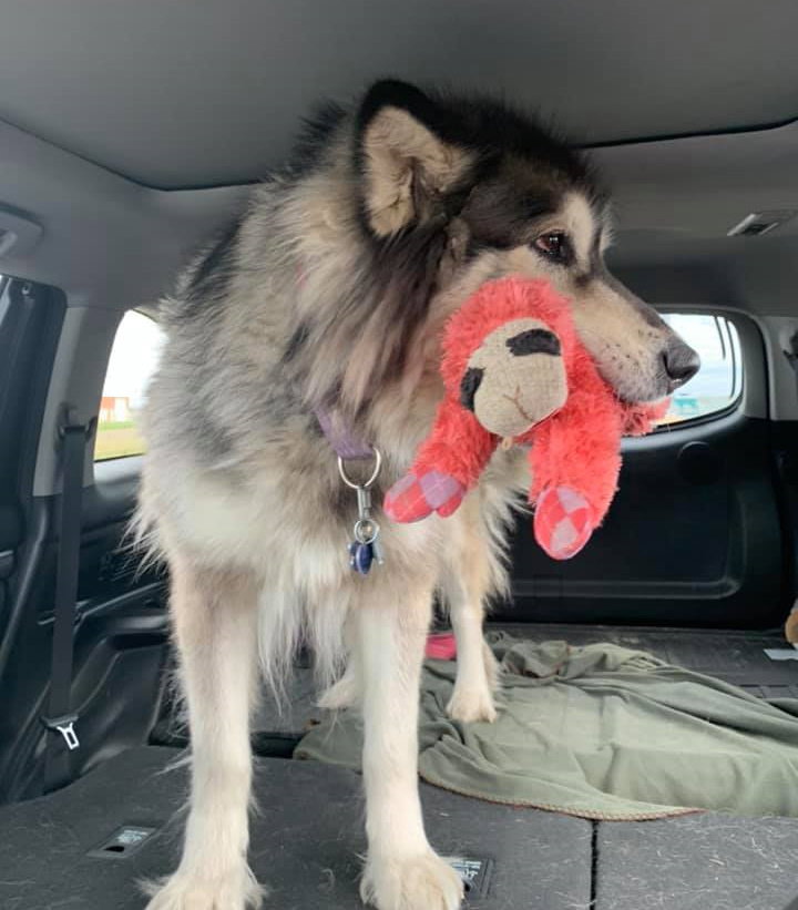 dog-image