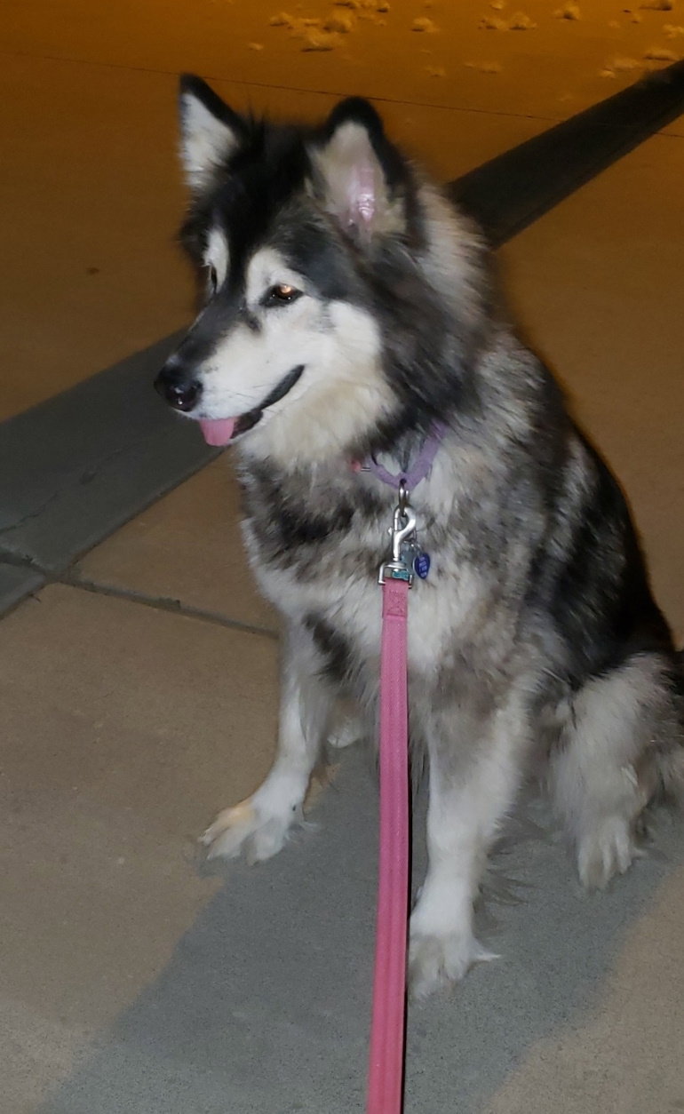dog-image