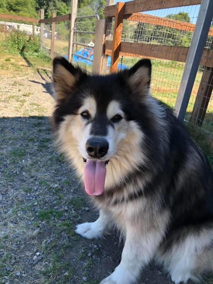 dog-image