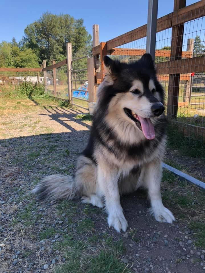 dog-image