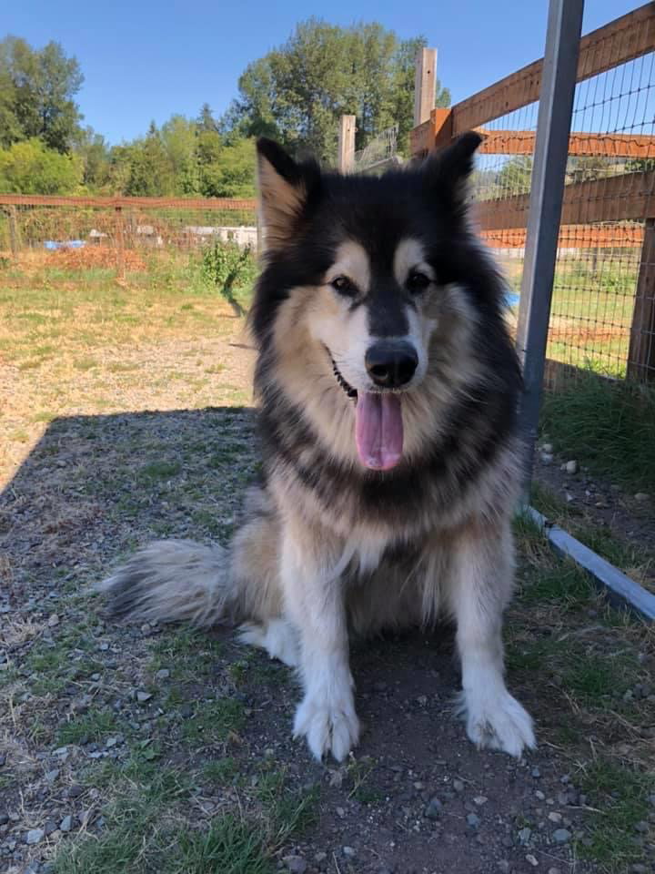 dog-image