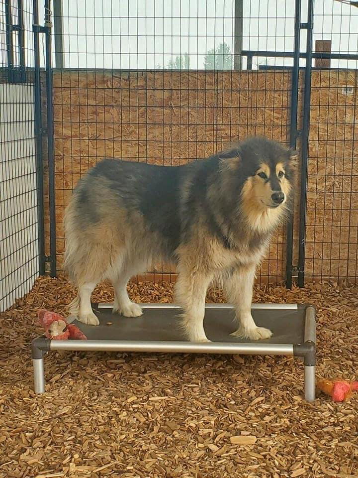 dog-image