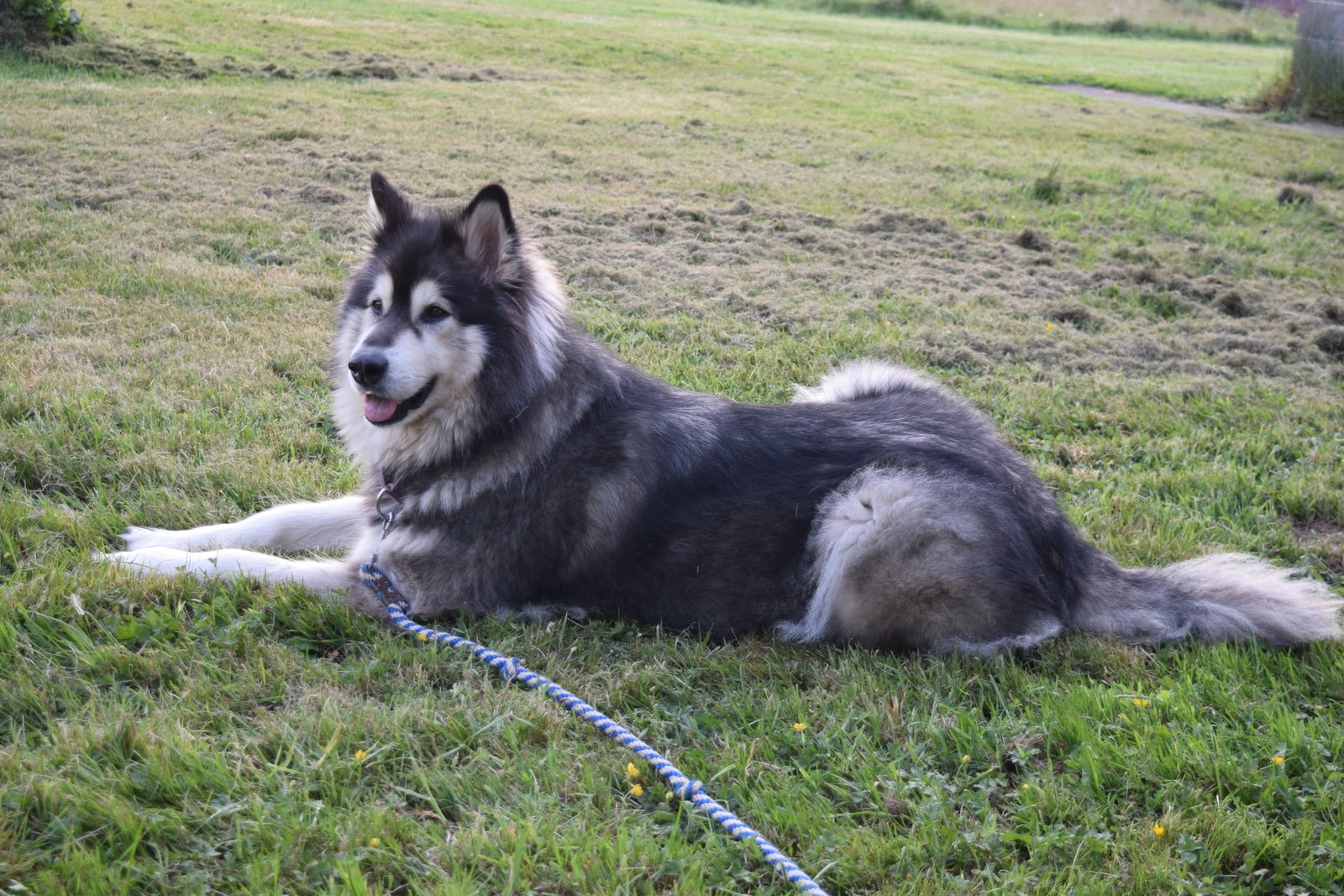 dog-image