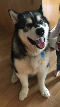 Koda