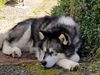 Koda