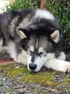 Koda