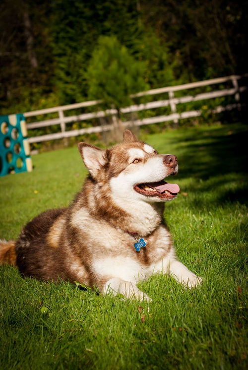 Kima
