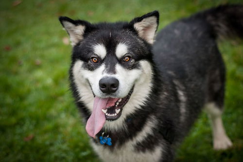 Kodiak