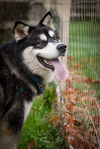 Kodiak