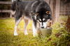 Kodiak