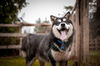 Kodiak