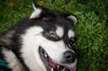 Kodiak