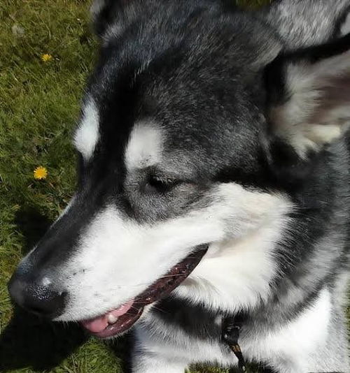 Mischa
