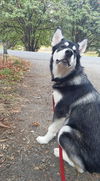 Mischa