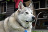 Maya