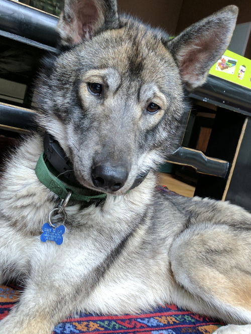 Kodiak