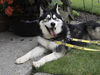 Koda