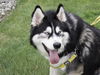 Koda