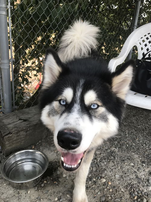 Koda