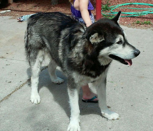 Koda