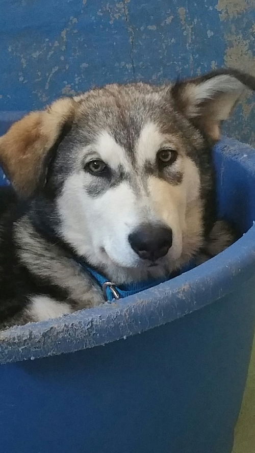 Meki (renamed Kitana)