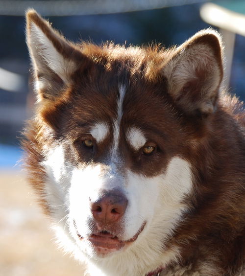 Kodi Rojo