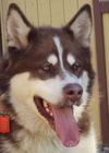Kodi Rojo
