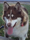 Kodi Rojo