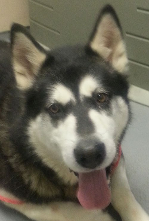Nova