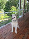 Homer