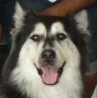 Loki