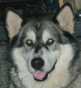 Kodiak