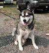 Kodiak