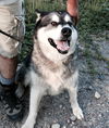 Kodiak