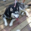 Loba
