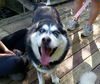 Loba