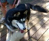 Loba