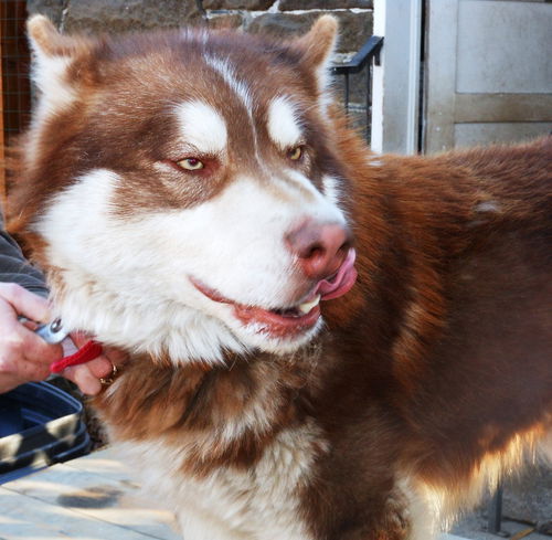 Kimba