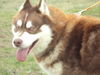 Kimba