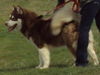 Kimba