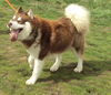 Kimba