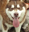 Kimba