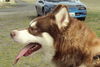 Kimba
