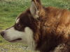 Kimba