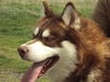 Kimba
